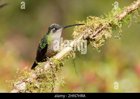 Talamanca Kolibri (Eugenes spectabilis) , Weibchen, ehemals prachtvoller Kolibri (Eugenes fulgens) Stockfoto