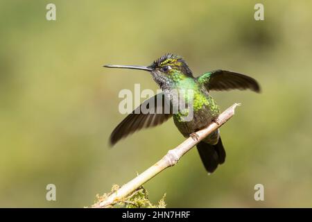 Talamanca Kolibri (Eugenes spectabilis), Männchen. Früher prachtvoller Kolibri (Eugenes fulgens), der mit ausgebreiteten Flügeln thront. Stockfoto