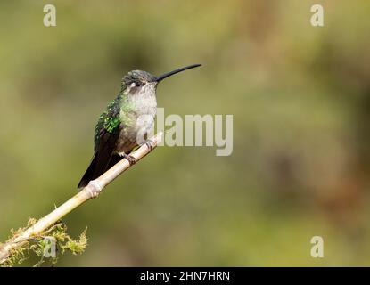 Talamanca Kolibri (Eugenes spectabilis) , Weibchen, ehemals prachtvoller Kolibri (Eugenes fulgens) Stockfoto