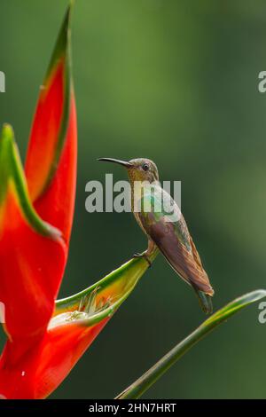 Schuppenbrusthummvogel (Phaeochroa cuvierii) Stockfoto