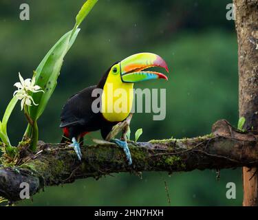 Kielschnabeltukan (Ramphastos sulfuratus), schwefelhaltiger Tukan oder Regenbogenschnabeltukan Stockfoto