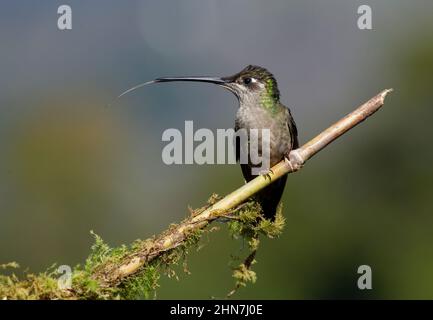 Talamanca Kolibri (Eugenes spectabilis) , Weibchen, ehemals prachtvoller Kolibri (Eugenes fulgens) mit ausgestreckter Zunge Stockfoto