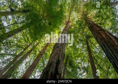 Kathedrale Ring, Mammutbäume, Sequoia Sempervirens, Muir Woods National Monument, Marin County, Kalifornien Stockfoto