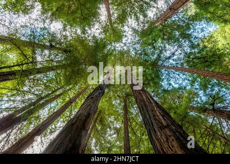 Kathedrale Ring, Mammutbäume, Sequoia Sempervirens, Muir Woods National Monument, Marin County, Kalifornien Stockfoto