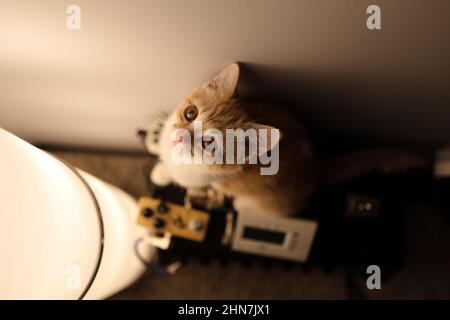 Kätzchen sitzt auf dem Gitarrenverstärker neben dem Lam Stockfoto