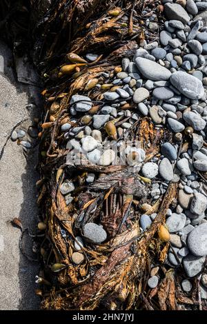 Bullenkelp wurde an einem Strand an der Küste des Olympic National Park in der Nähe von Mosquito Creek, Washington, USA, ausgewaschen. Stockfoto