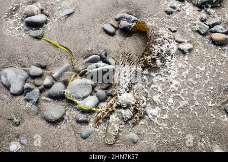 Felsen, Sand und Seetang, die aus dem Meer am Mosquito Creek Beach, an der Olympischen Küste von Washington, gespült wurden. USA Stockfoto