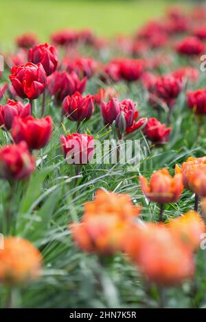 Wunderschöne, preisgekrönte Tulpen der Roten Prinzessin und der Orangen Prinzessin im Garten. Selektiver Fokus. Stockfoto