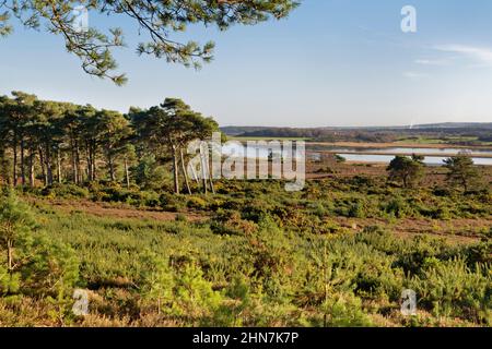 Heather, Common Gorse Ulex europaeus und Pinus sylvestris aus der Schottenkiefer, mit Middlebere Lake im Hintergrund, RSPB Arne, Dorset, Großbritannien, Januar. Stockfoto