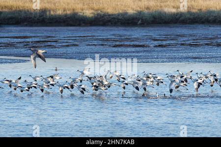 Pied-Avocet (Recurvirostra avosetta)-Gruppe und ein Curlew (Numenius arquata) fliegen über Middlebere Lake, Arne, Dorset, Großbritannien, Januar. Stockfoto