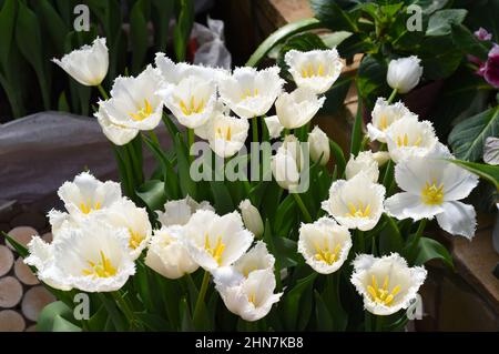 Weiße umsäumte Tulpen Flitterwochen blühen im Frühling Stockfoto