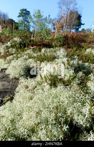 Rentiermoosflechten (Cladonia portentosa), die auf Heide um einen Nadelbaumstumpf wachsen, RSPB Arne Nature Reserve, Dorset, UK, Januar. Stockfoto