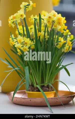 Gelbe Narzissen (auch bekannt als Jonquils und narziss) in einem Blumentopf und ein rosa Kupfer Metallplatte Stockfoto