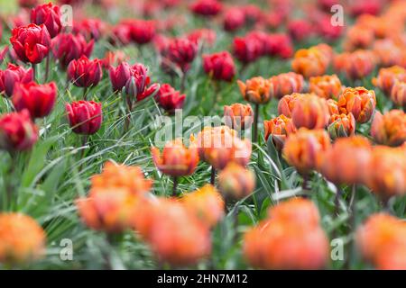 Wunderschöne, preisgekrönte Tulpen der Roten Prinzessin und der Orangen Prinzessin im Garten. Selektiver Fokus. Stockfoto