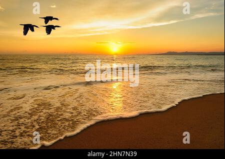 Eine Gruppe von Vögeln fliegt im Bannerformat silhouettiert gegen Einen farbenfrohen Sonnenuntergangshimmel Stockfoto