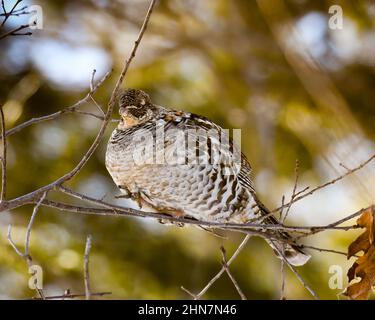 Bonasa umbellus, ein Rüpfhuhn, der an einem kalten Wintertag auf einem dünnen Baumzweig in den Adirondack Mountains, NY USA, spazierengeht Stockfoto