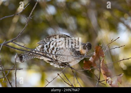 Bonasa umbellus, ein Rüpfenhuhn, steht an einem kalten Wintertag in den Adirondack Mountains, NY USA, auf einem Baumzweig und ernährt sich von Knospen Stockfoto