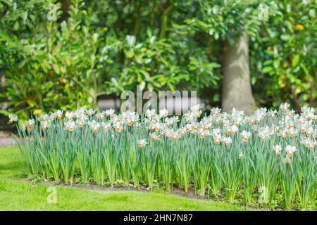 Blühende weiße Narzissen (auch als Jonquils und Narzisse bekannt) in einem Park, verschwommener Hintergrund Stockfoto