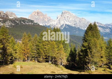 Lärchenholz und Le Tofane Gruppe, Dolomiti, Italien Stockfoto