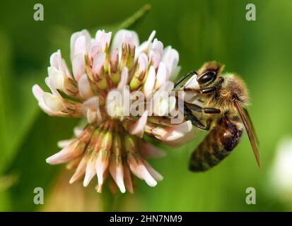 Honigbiene oder Honigbiene auf weißer Kleebblüte, Honigbiene in lateinischer apis mellifera, Frühlingsansicht Stockfoto