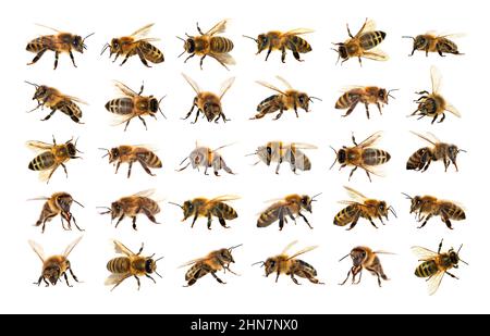 Bienengruppe oder Honigbiene in Latein APIs Mellifera, europäische oder westliche Honigbienen isoliert auf dem weißen Hintergrund, goldene Honigbienen Stockfoto