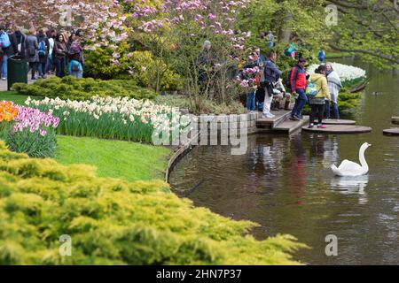 LISSE, NIEDERLANDE - 22. April 2017: Touristen, See und weißer Schwan im Königlichen Blumenpark Keukenhof im Frühling. Stockfoto