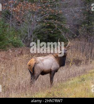 Spike Elk in Clam Lake, Wisconsin. Stockfoto