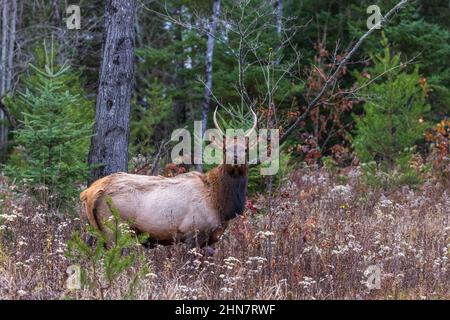 Spike Elk in Clam Lake, Wisconsin. Stockfoto