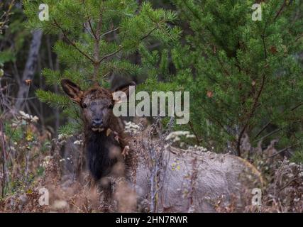 Elchkalb in Clam Lake an einem Novembermorgen. Stockfoto