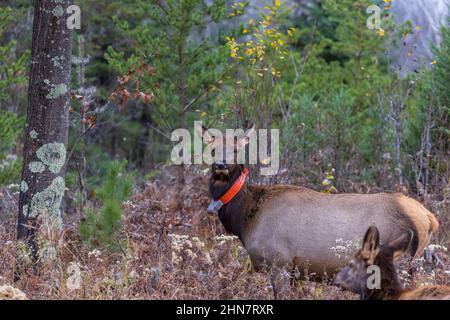 Ein weiblicher Elch in Clam Lake an einem Novembermorgen. Stockfoto