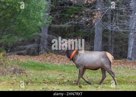 Ein weiblicher Elch an einem Novembermorgen in Clam Lake. Stockfoto