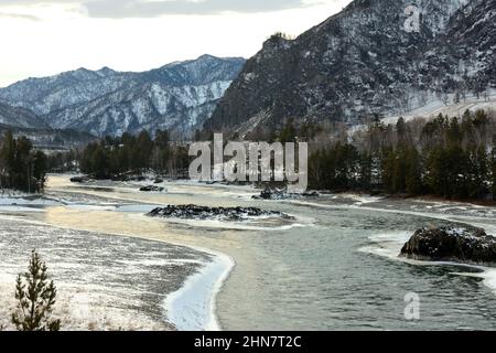 Ein stürmischer Strom eines Gebirgsflusses mit eiskalten Ufern und schneebedeckten Pinien am frühen Wintermorgen. Katun-Fluss, Altai, Sibirien, Russland. Stockfoto