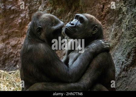 Gorillas nettes Paar in der Liebe umarmt Nahaufnahme Porträt Stockfoto