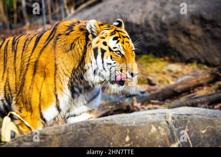 Nahaufnahme eines Tiger-Portraits an sonnigen Tagen mit Zunge Stockfoto