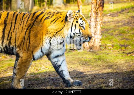 Nahaufnahme eines wanderten Tigers am sonnigen Tag Stockfoto