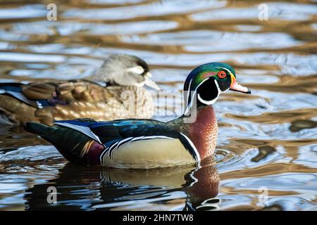 Nahaufnahme niedlichen Paar Holzente auf dem Wasser am Tag Stockfoto