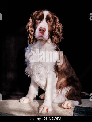 Englisch Springer Spaniel Stockfoto