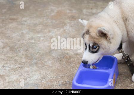 Sibirischer Husky-Welpe, der aus einer Schale mit Zementhintergrund isst Stockfoto