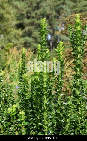 Euonymus Japonicus ‘Benkomasaki’ (Japanische Spindel ‘Benkomasaki’) – Strauch Stockfoto