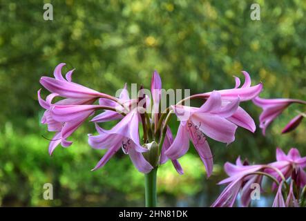 Sumpflilie, england Stockfoto