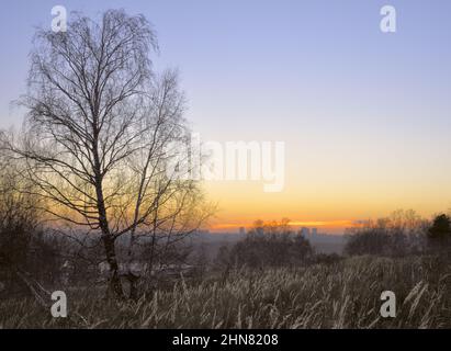 Sonnenuntergang mit schiefer Birke und Feldgras vor dem Hotel, Silhouette der Stadt am Horizont. Viel sauberer blauer Himmel. Nowosibirsk, Sibirien, Russland, 2018 Stockfoto