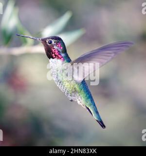 Annas Kolibri erwachsenes Männchen schwebt und auf der Nahrungssuche nach Blütennektar. Santa Cruz, Kalifornien, USA. Stockfoto