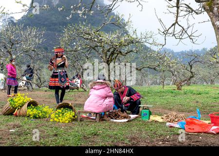 Na Ka MOC Chau Plum Valley, Son La Province, Vietnam - 12. Januar 2022: Ethnische Minderheiten Kinder spielen und begrüßen Frühling im Pflaumengarten, Pflaumenflo Stockfoto