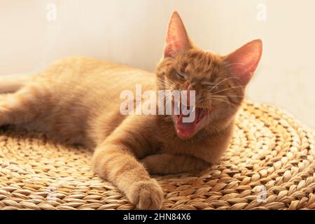 Lustige Katze lachen. Nahaufnahme eines lachenden Kätzens. Rotes Kätzchen in guter Laune Stockfoto