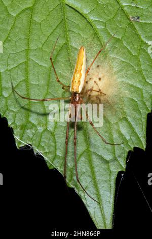 Langkieferige Spinne, Tetragnatha sp. Möglicherweise entweder Tetragnatha bituberculata oder kauzende langkieferige Spinne, Tetragnatha demissa. Weibchen bewachen Ei sa Stockfoto