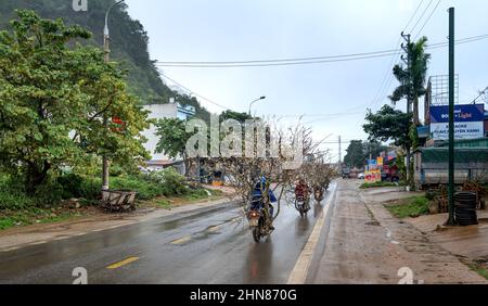 MOC Chau Town, Son La Province, Vietnam- 17. Januar 2022: Männer tragen Pfirsichblüten Bäume mit dem Motorrad, um das Mondjahr 2022 in MOC Chau zu dienen Stockfoto