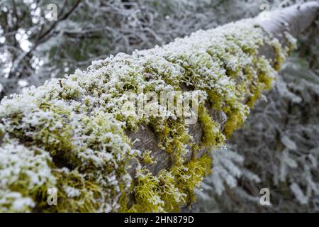 Nahaufnahme eines mit grünem Moos und Schnee bedeckten gefallenen Baumes im Spokane Valley, Washington Stockfoto