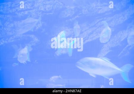 Verschwommenes Foto eines großen Aquariums mit einem blauen Meer mit verschiedenen Fischen. Stockfoto