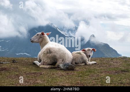 Blick auf ein ostfriesisches Schaf und sein Lamm, das auf Gras liegt Stockfoto