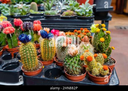 Blühende Kakteen zum Verkauf auf dem Markt Stockfoto